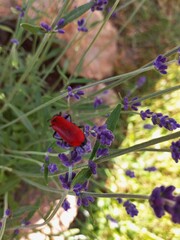 redbug on flower