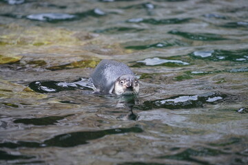 Penguin swimming in the cold water 