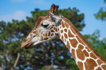 Portrait of a Giraffe. Trees and blue sky in background