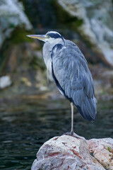 Great blue heron sitting on a small rock on the watershore