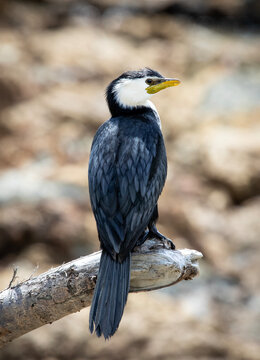 Comorant, Bird, Beach, Wildlife, Nature