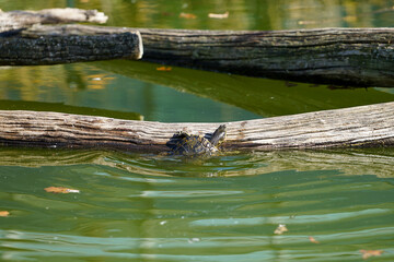 Turtle trying to get out of the water and climb a trunk in floating in the water