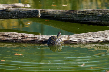 Turtle trying to get out of the water and climb a trunk in floating in the water