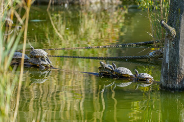 Some turtles sitting and relaxing in the sun on a tree floating in the water