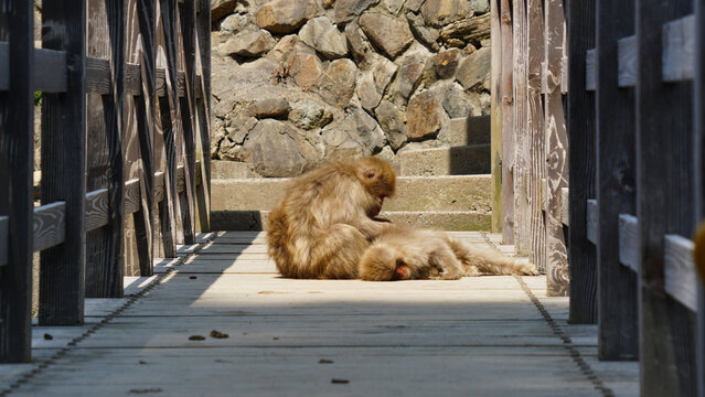 two japanese macaques playing on the wooden bridge