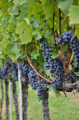 Ripe grapes on the vine