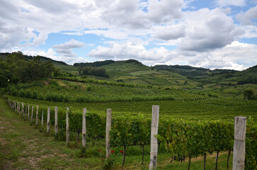 Vineyard with mountains in the background