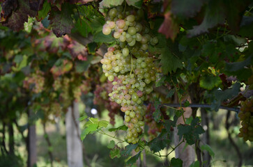 Pink grapes on the vine