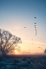 Flock of geese flying South . High quality photo