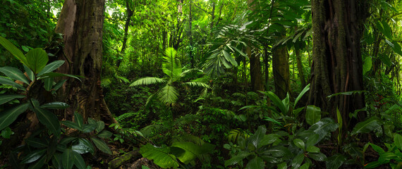 Rainforest in Central America