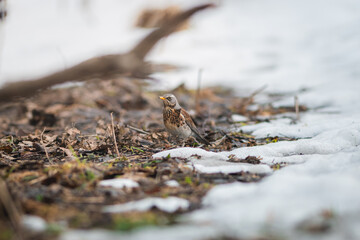 Feldfare (Turdus pilaris)