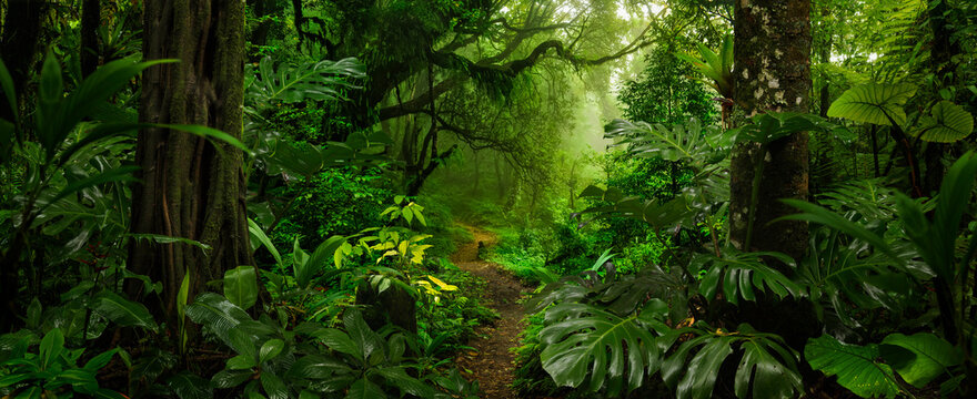 Fototapeta Rainforest in Central America