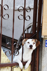 Playfull dog behind garden door