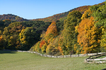 Lovely meadow with wooden fence near wonderful autumn forest