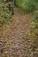 Detail of hiking trail in autumn scenery: idyllic forest in lower austria in moedling, nature park foehrenberge.