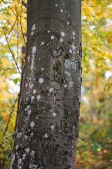 Detail of bark of a tree in autmn scenery 