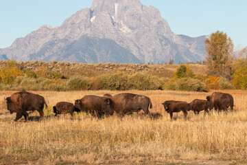 Bison in Grand Teton National Park Wyoming in Autumn