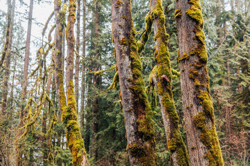 Winter Forest in the Morning 