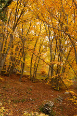 Obraz premium Undergrowth in a forest in Trentino.