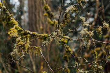 Winter Forest in the Morning 