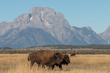 Bison in Grand Teton National Park Wyoming in Autumn