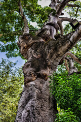 Very old Tree at Martinique island