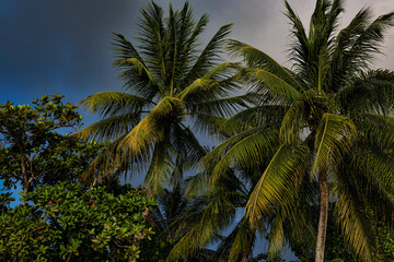Fototapeta na wymiar Beautiful Palm tree at Saint Lucia Caribbean island
