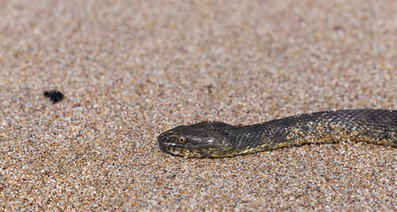 Natrix tessellata. The dice snake is a European non venomous snake belonging to the family Colubridae, subfamily Natricinae. The reptile lives on the sandy beach of the Black Sea.