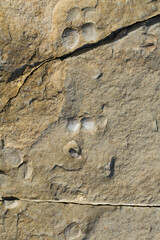 A stone from sedimentary rock with fossil Mollusks. Cockle (bivalve)  in the family Cardiidae.