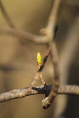 flowering tree stem