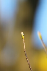 flowering tree stem
