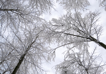 Fototapeta na wymiar Frosty winter day and tree branches in snow.