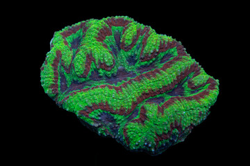 Green Coral