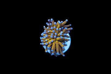 Gold torch coral