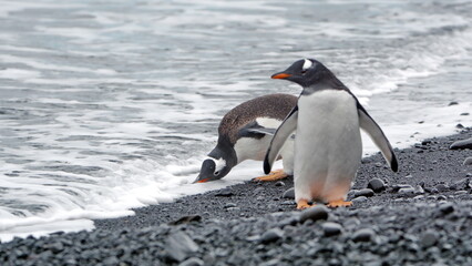 Gentoo penguins (Pygoscelis papua) on the beach at Brown Bluff, Antarctica