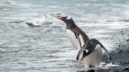 Naklejka premium Gentoo penguins (Pygoscelis papua) on the beach at Brown Bluff, Antarctica