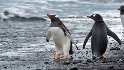 Gentoo penguins (Pygoscelis papua) on the beach at Brown Bluff, Antarctica