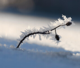 Twig covered in ice crystals