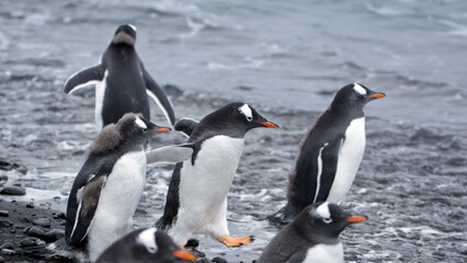 Fototapeta premium Gentoo penguins (Pygoscelis papua) walking on the beach at Brown Bluff, Antarctica