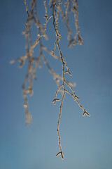 Tree twig with ice crystals