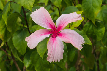 Hibiskusblüte