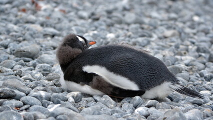 Fototapeta premium Gentoo penguin (Pygoscelis papua) chick lying in the rocks at Brown Bluff, Antarctica