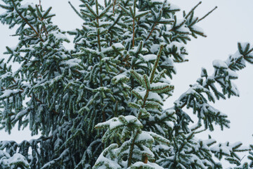 close up of branches of a tree