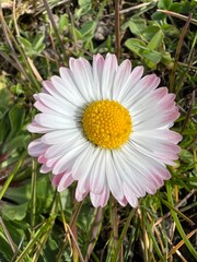 Obraz premium daisy flower