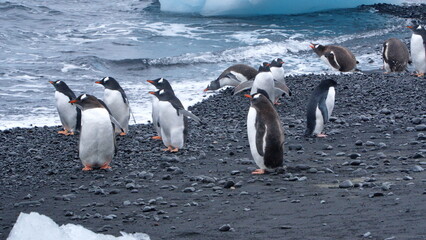 Fototapeta premium Gentoo penguins (Pygoscelis papua) and adelie penguin (Pygoscelis adeliae) on the beach at Brown Bluff, Antarctica