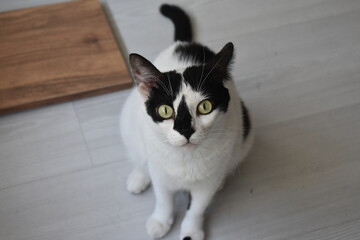 not funny cat :D