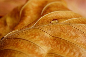 closeup of brown autumn leaf with water drop