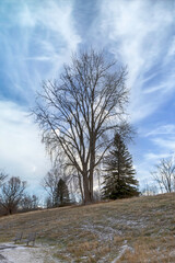 A large deciduous tree with bare branches flanked by two evergreen trees on a hill, two empty park benches in the foreground, small amount of snow on ground, daytime, nobody