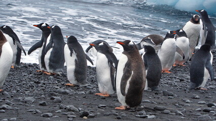Fototapeta premium Gentoo penguins (Pygoscelis papua) and adelie penguins (Pygoscelis adeliae) on the beach at Brown Bluff, Antarctica