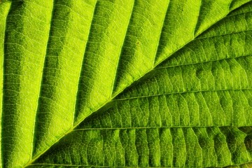 closeup of green beech leaf with veins and nerves